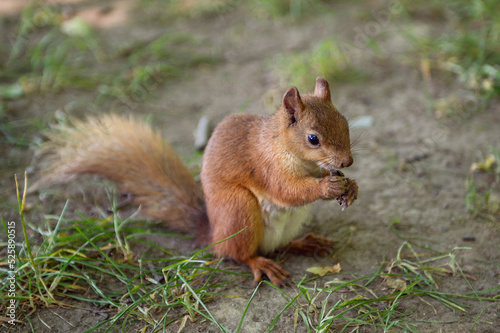 A red squirrel with a fluffy tail sits on the ground during the day © Julia Jones