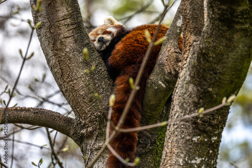 The red panda, Ailurus fulgens, also called the lesser panda.