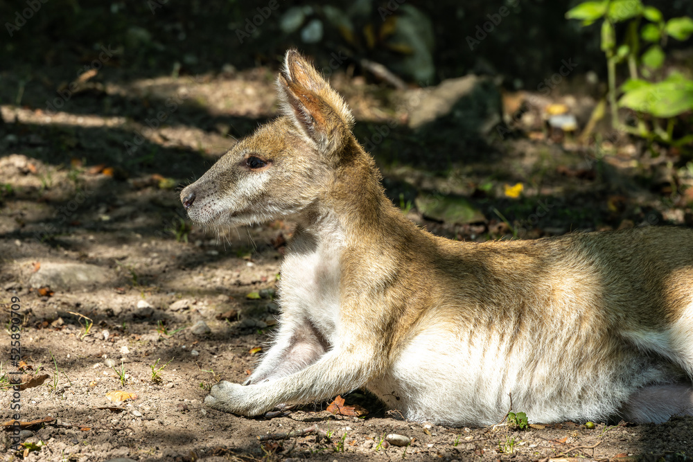 The agile wallaby, Macropus agilis also known as the sandy wallaby The agile wallaby, Macropus agilis also known as the sandy wallaby