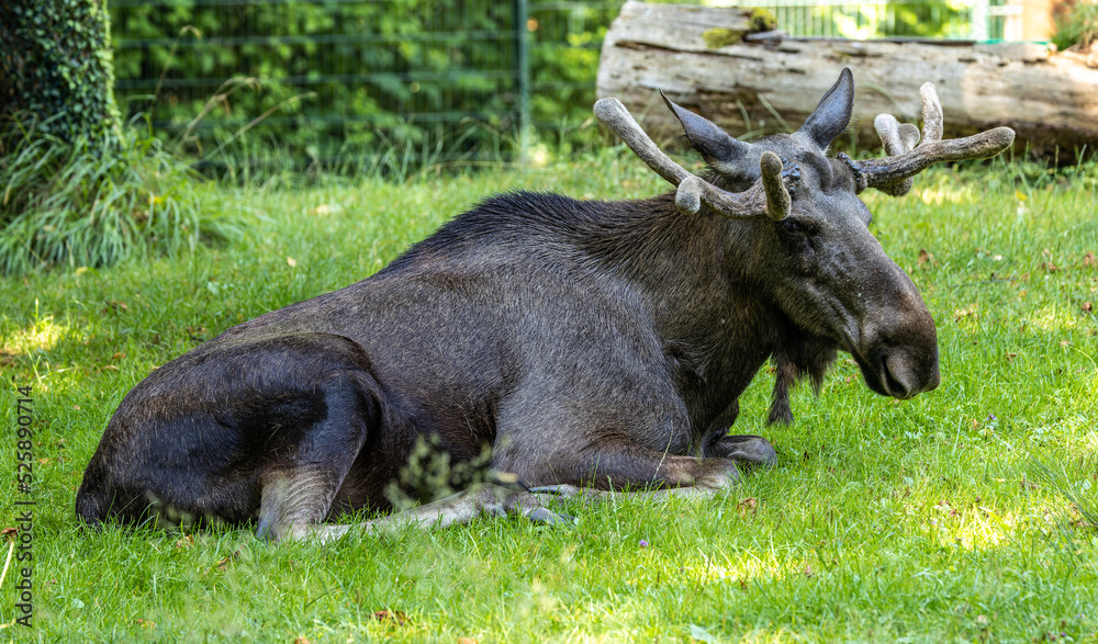 Fototapeta premium European Moose, Alces alces, also known as the elk