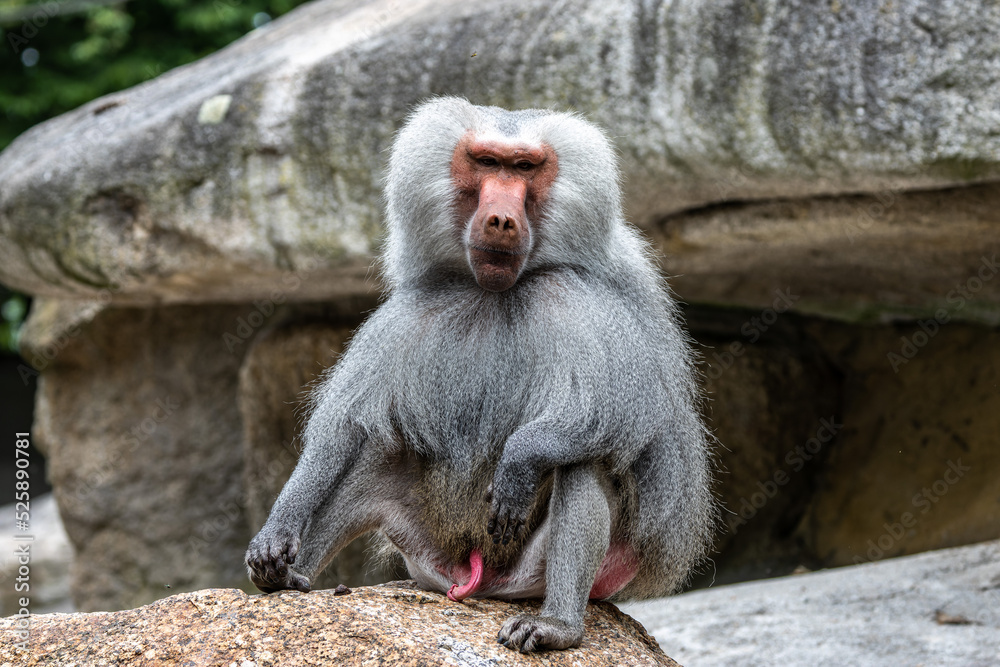 The hamadryas baboon, Papio hamadryas is a species of baboon The hamadryas baboon, Papio hamadryas is a species of baboon