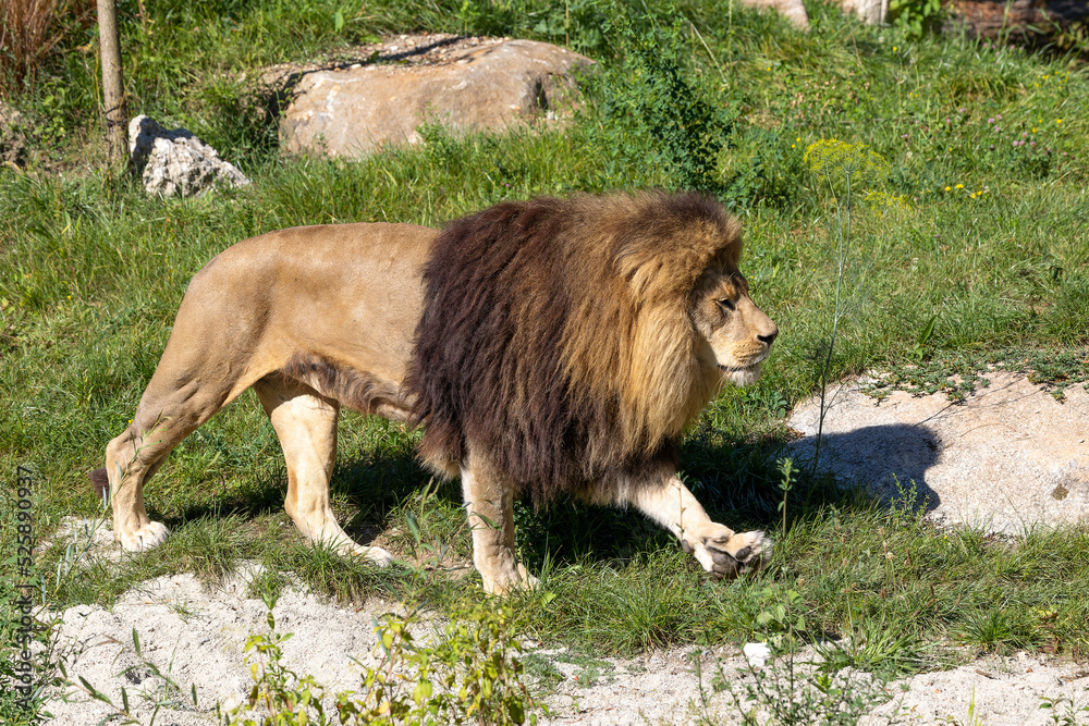 Naklejka premium The lion, Panthera leo is one of the four big cats in the genus Panthera