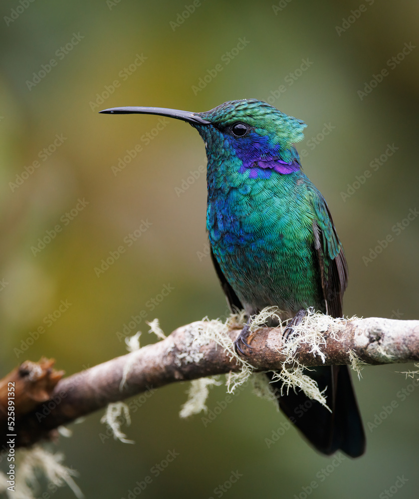 Fototapeta premium A hummingbird in Costa Rica 