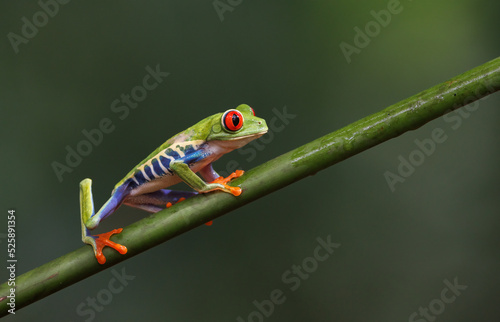 A red-eyed tree frog in Costa Rica 