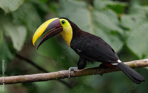 A toucan in the rainforest of Costa Rica 