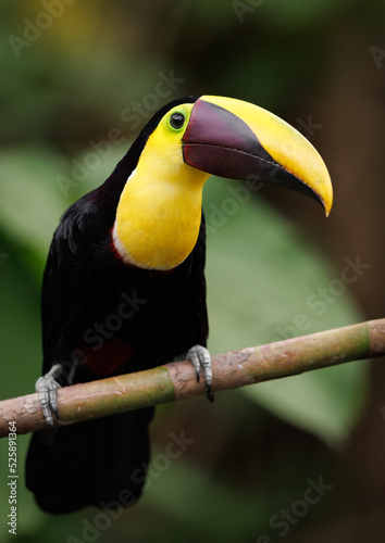 A toucan in the rainforest of Costa Rica 