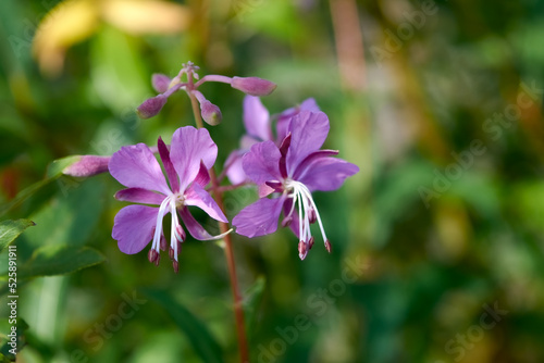 Fireweed flowers on a blurred background close-up.