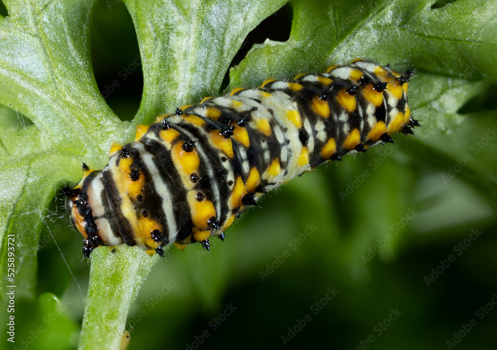 close up of a swallowtail caterpillar in mid stage close up of a swallowtail caterpillar in mid stage