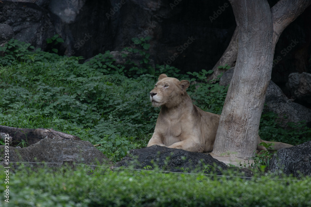 Close up Lioness Relaxing on the ground Close up Lioness Relaxing on the ground