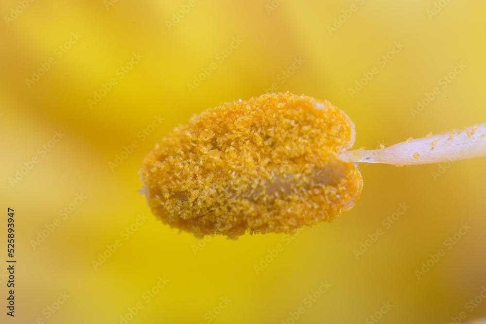 Yellow flower anther polen macro photography - obrazy, fototapety, plakaty 