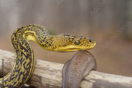 Timor Python (Malayopython timoriensis)