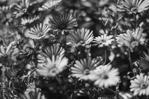 flores en blanco y negro photo