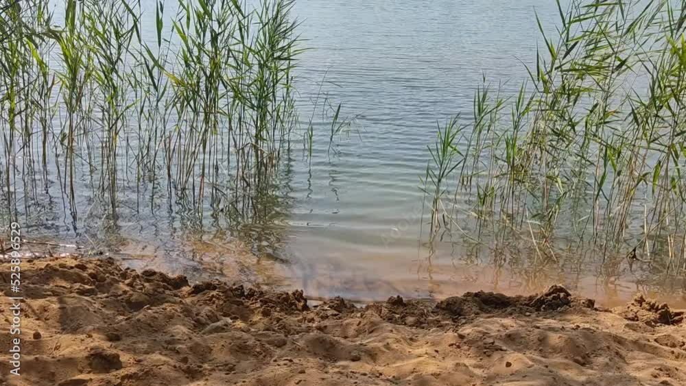 Sandy yellow beach. Blue water of the lake. Young reed in a pond. Small waves on the water. Landscape in sunny weather. Sandy yellow beach. Blue water of the lake. Young reed in a pond. Small waves on the water. Landscape in sunny weather.