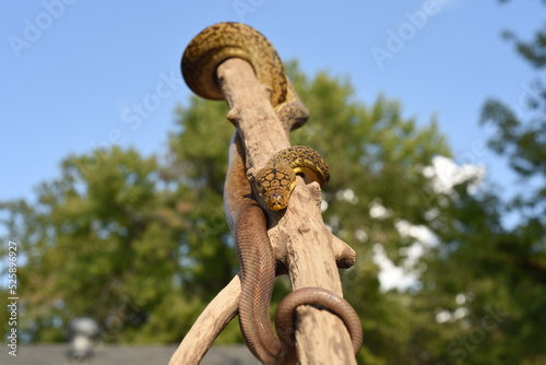 Timor Python (Malayopython timoriensis) photo