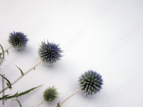           thorn on white paper background. Floral pattern, top view, floral layout.                      © mehizm