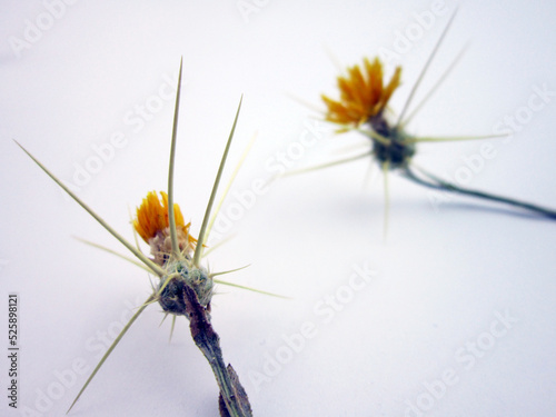  thorn on white paper background. Floral pattern, top view, floral layout. 