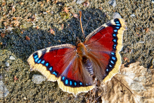 Nymphalis antiopa, Vanessa, Mourning Cloak, Camberwell Beauty, Mourning-cloak. The beautiful tropical butterfly. photo