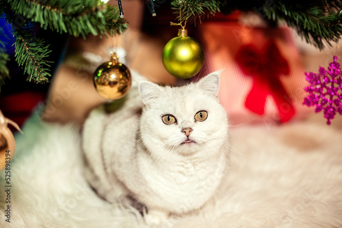 Portrait of adorable white British cat in front of a Christmas tree, close-up © Natalia