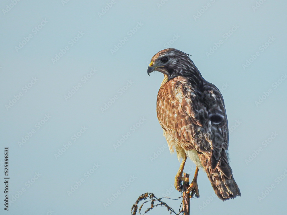 Juvenile Red-shouldered Hawk Looking Juvenile Red-shouldered Hawk Looking