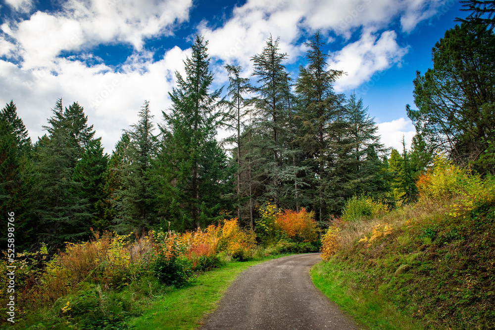 The gravel path leading to the forest is surrounded by colorful autumn trees with blue skies and white clouds. 