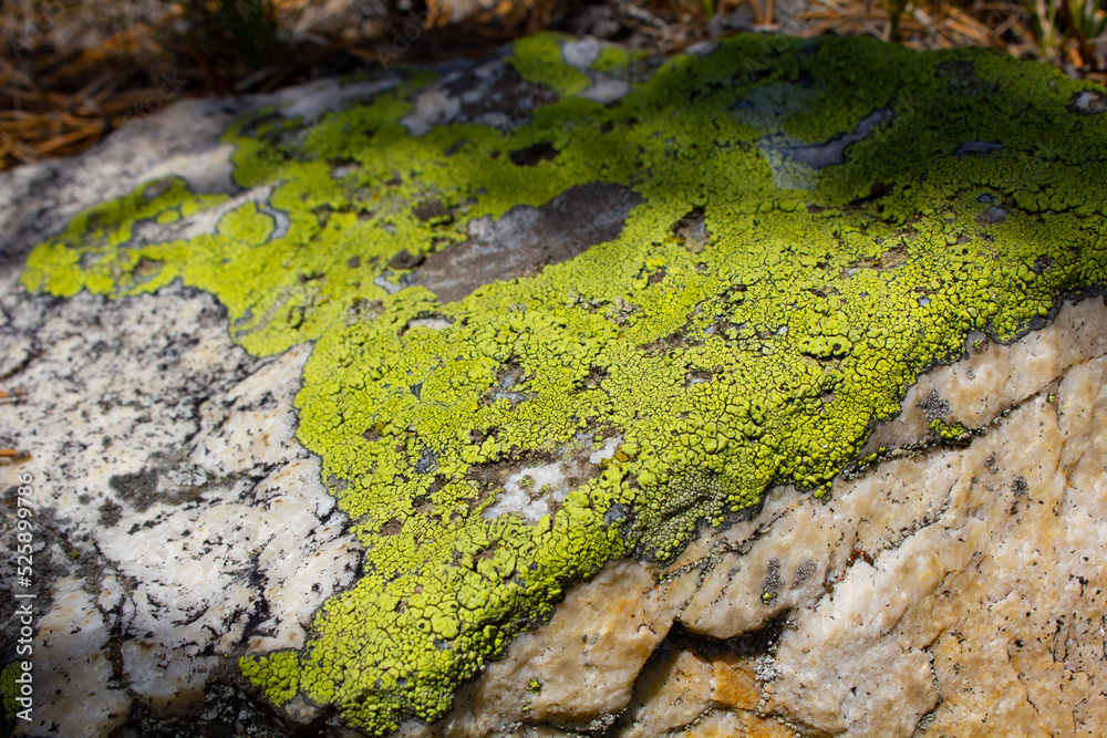 Stones covered with moss in the north of Kazakhstan
