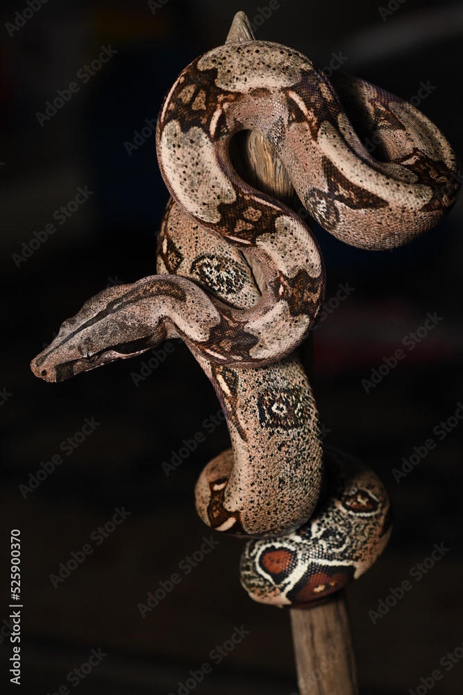snake on the tree snake on the tree