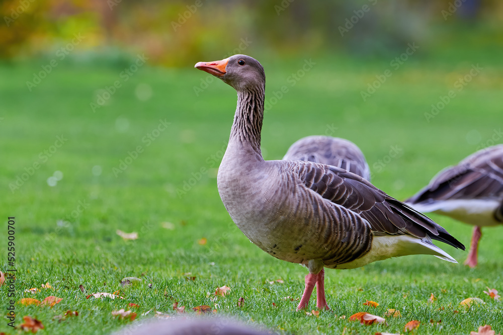 Greylag Goose on field in autumn with fall leaves on the grass (Anser anser) Greylag Goose on field in autumn with fall leaves on the grass (Anser anser)