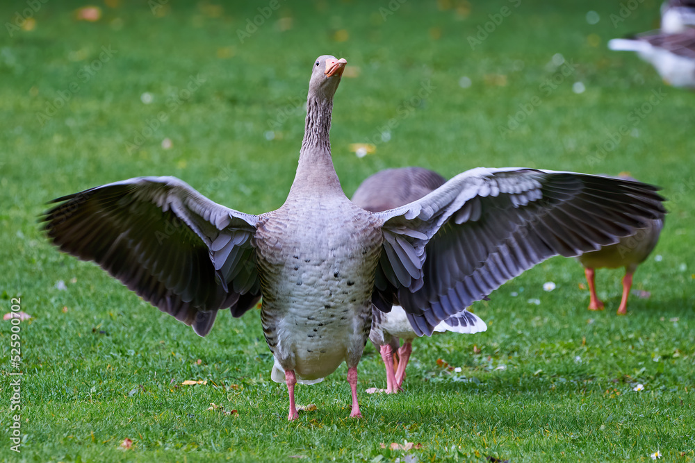 Greylag Goose flapping wings (Anser anser) Greylag Goose flapping wings (Anser anser)
