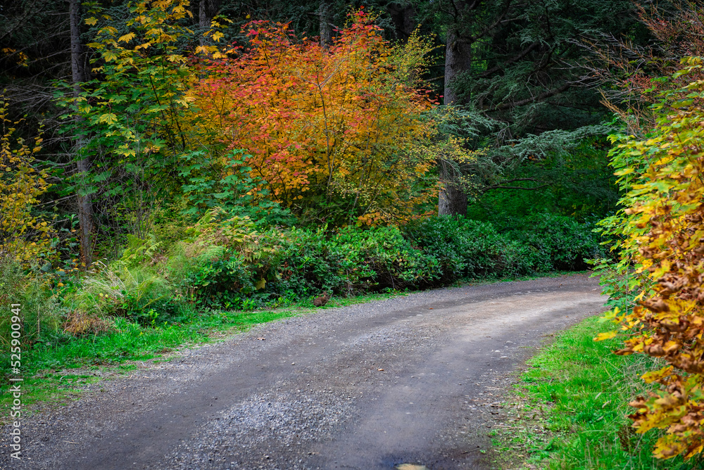 Fototapeta premium A road leading through a rural forest with the color changing on the autumn leaves. 