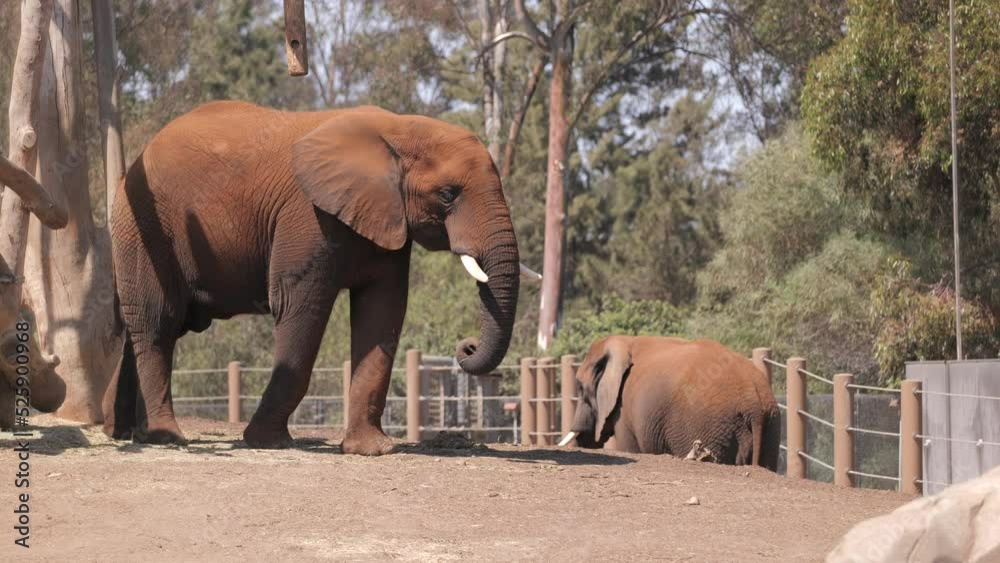 Elephants (Asian and African) are the largest land animals on the planet. They are one of the most popular zoo animals.