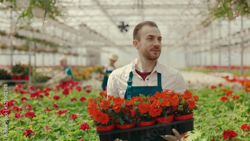 Male garnered holding a box of flowers and walking in floral garden. Man manager working in own flower shop. Garden center, floral store, business and professions concept. photo