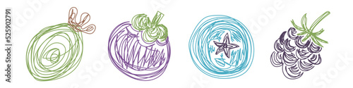 Feijoa, mangosteen, blueberry and blackberry. Fruit sketch set. Hand drawn vector illustration. Pen or marker doodle