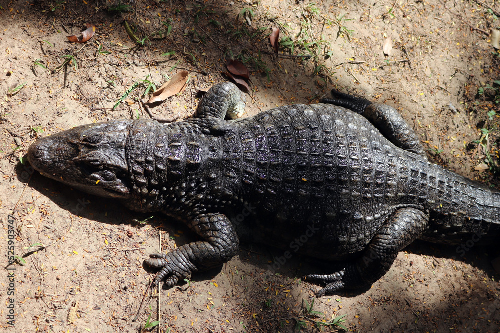 Obraz premium Jacaré 