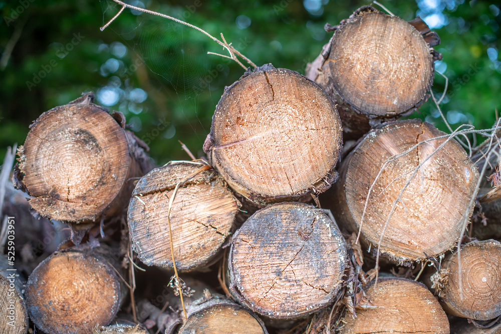 Holz als Rohstoff, gefällte Baumstämme gestapelt im Wald Holz als Rohstoff, gefällte Baumstämme gestapelt im Wald