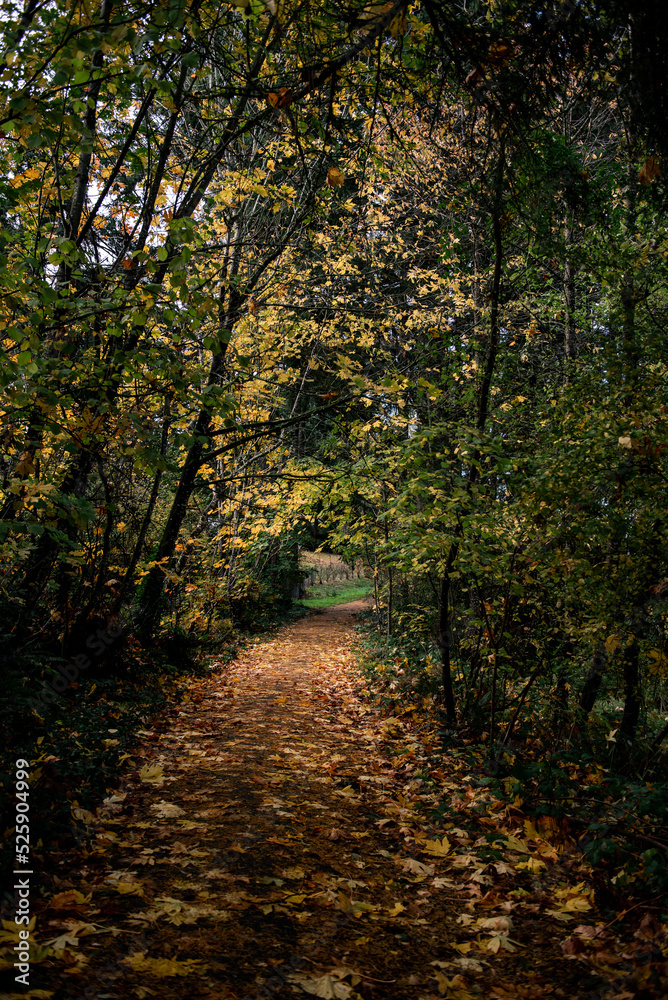 A path leading through the autumn trees. 