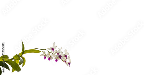 Closeup flower isolated on white background with work path