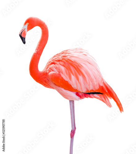 Transparent PNG of Beautiful Flamingo.