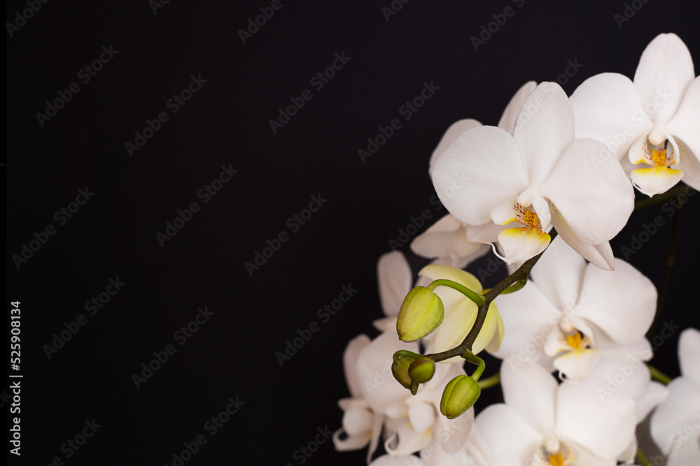 Obraz premium Floral background - white orchid flowers on a black background.