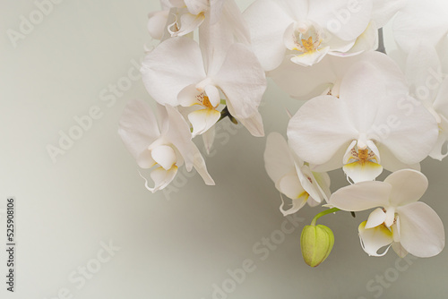 A branch with white orchid flowers on a pastel background.