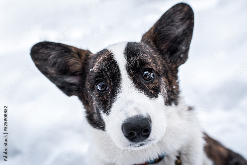 close portrait of a white and brown corgi close portrait of a white and brown corgi
