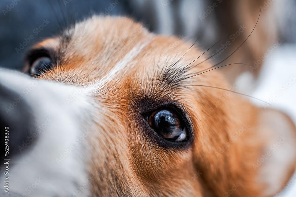 close-up photo of a dog breed corgi 