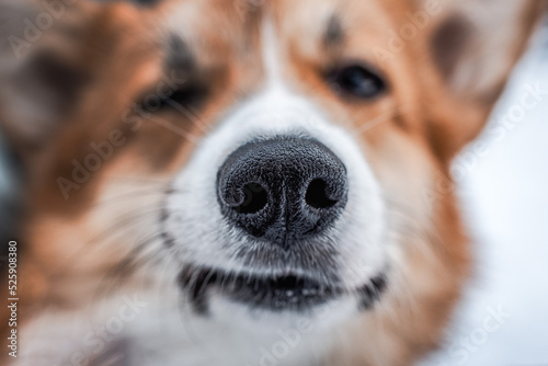 close portrait of smiling corgi pembroke dog winter, dog smile, dog winks
