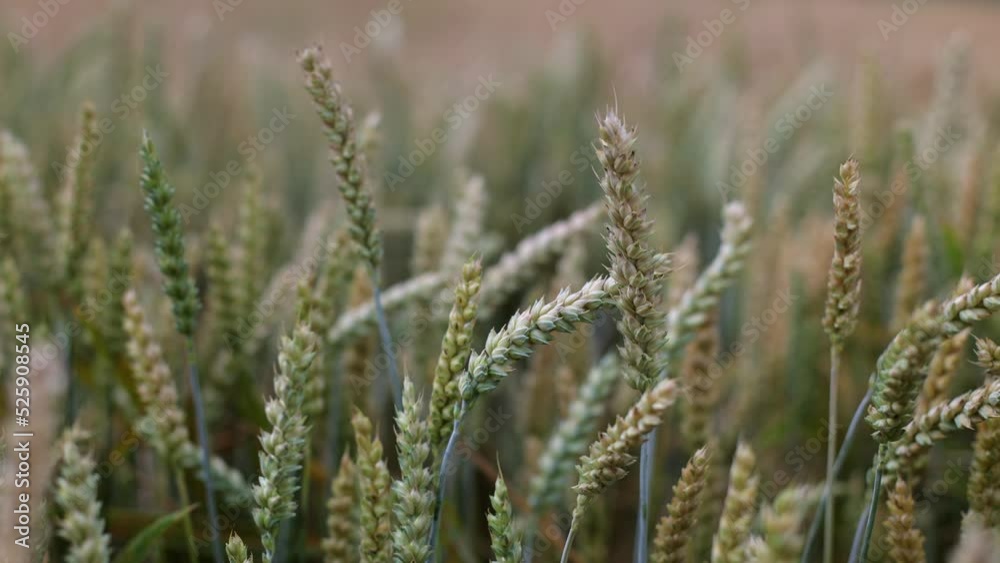 Wheat grows in Ukraine, a field where wheat grows. Ukrainian grain grows in the field. Grain in the field. Wheat grows in Ukraine, a field where wheat grows. Ukrainian grain grows in the field. Grain in the field.