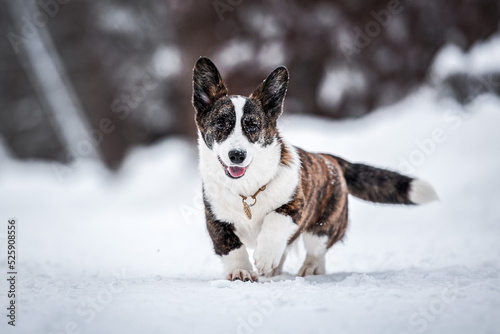 portrait of beautiful young adult welsh corgi cardigan breed in winter park in a snowy forest with snow on background © Александра Панкина