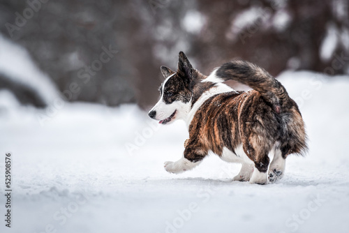 Fototapeta Naklejka Na Ścianę i Meble -  portrait of beautiful young adult welsh corgi cardigan breed in winter park in a snowy forest with snow on background