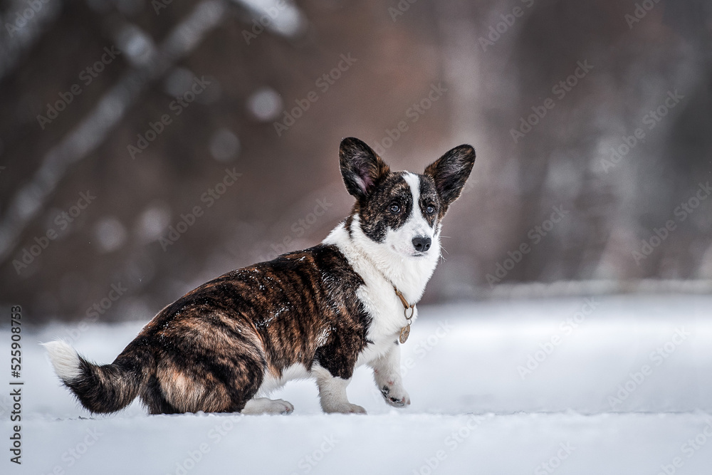 portrait of beautiful young adult welsh corgi cardigan breed in winter park in a snowy forest with snow on background portrait of beautiful young adult welsh corgi cardigan breed in winter park in a snowy forest with snow on background