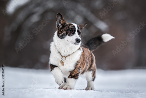 portrait of beautiful young adult welsh corgi cardigan breed in winter park in a snowy forest with snow on background © Александра Панкина
