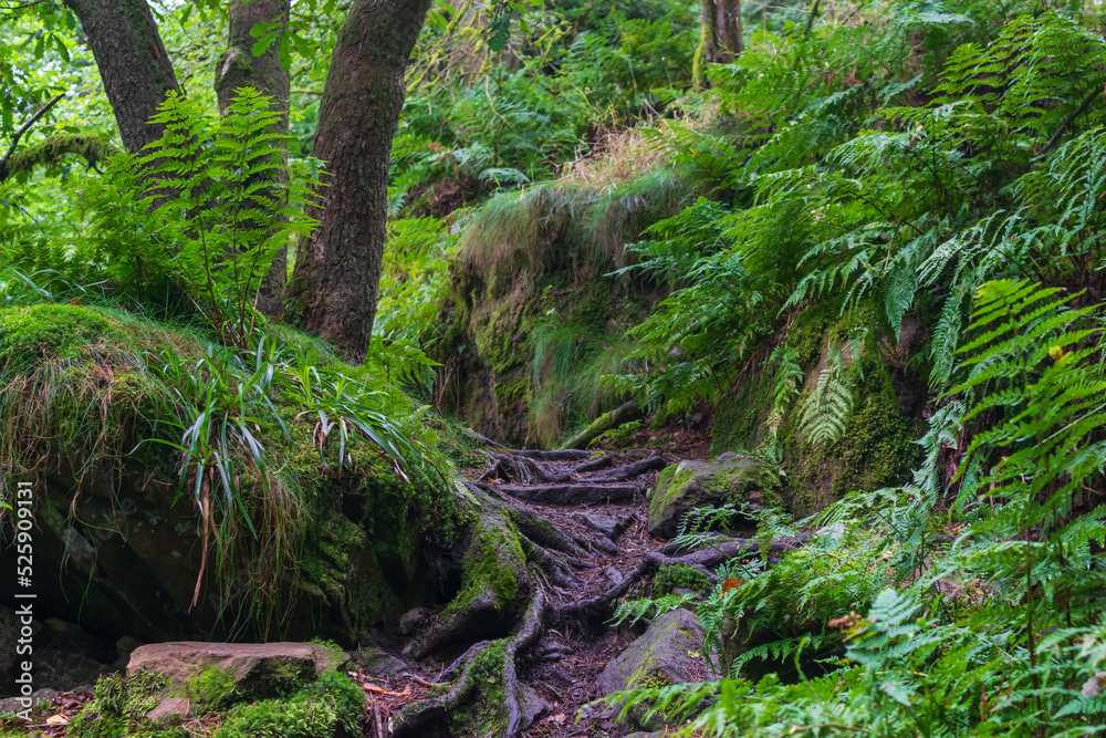 moss covered rocks moss covered rocks