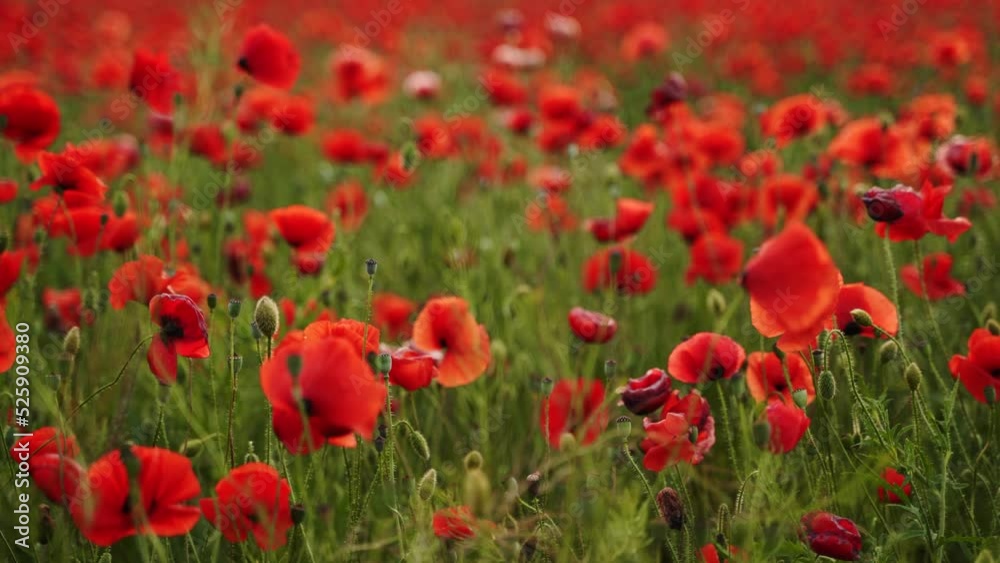 Camera moves between the flowers of red poppies. Poppy as a remembrance symbol and commemoration of the victims of World War. Flying over a flowering opium field on sunset. Camera moves to the right. Camera moves between the flowers of red poppies. Poppy as a remembrance symbol and commemoration of the victims of World War. Flying over a flowering opium field on sunset. Camera moves to the right.