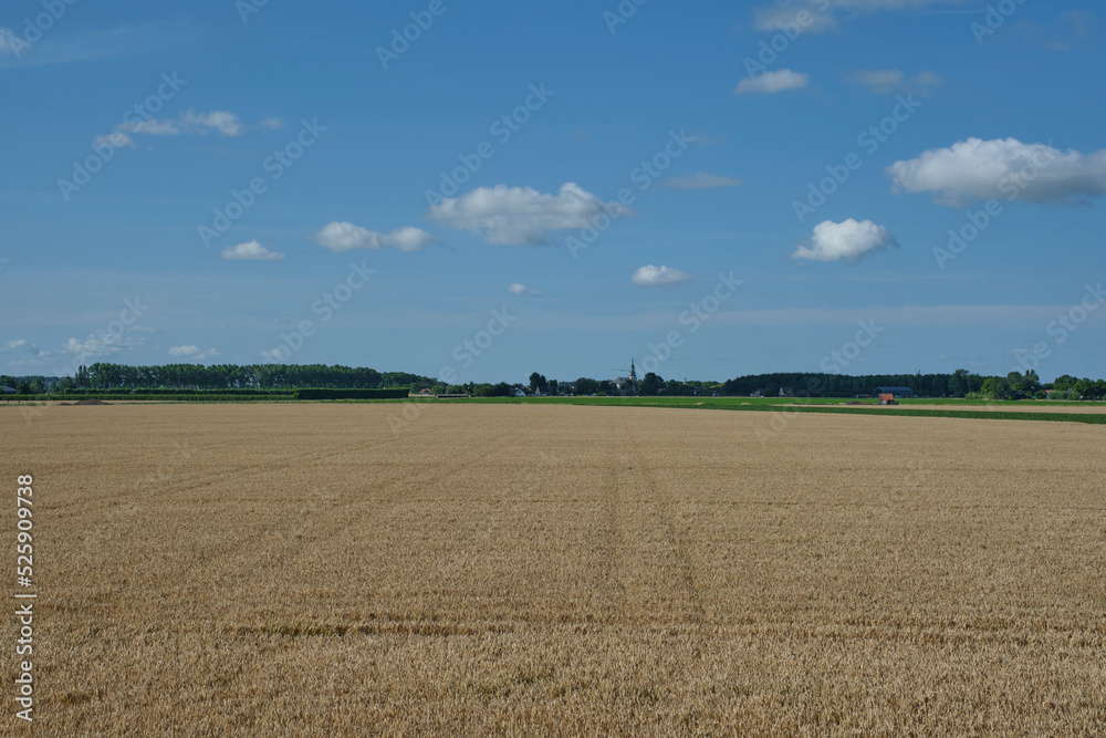 vast field of golden wheat in the Dutch countryside